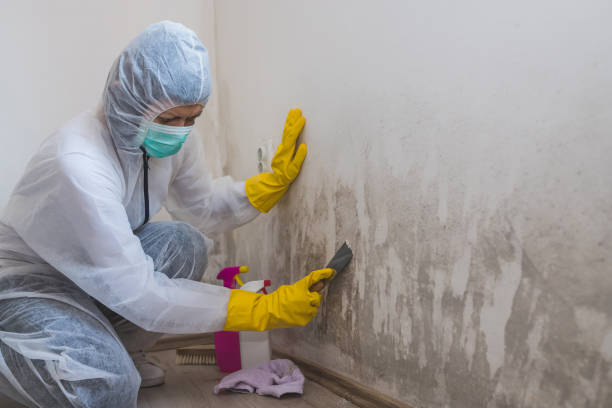 Professional Mold Removal in Clarksville, TX