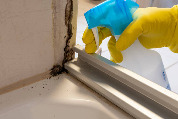 Best Toxic Mold Removal  in Clarksville, TX