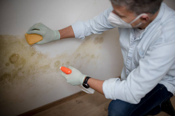 Best Commercial Mold Removal  in Clarksville, TX
