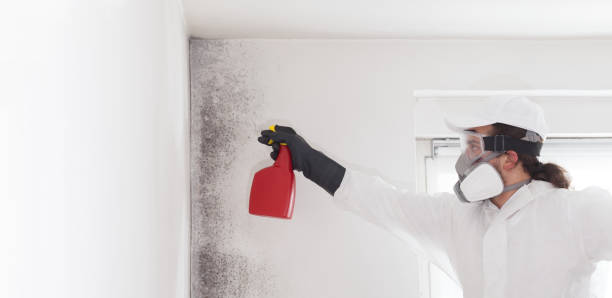Best Fast Mold Removal  in Clarksville, TX