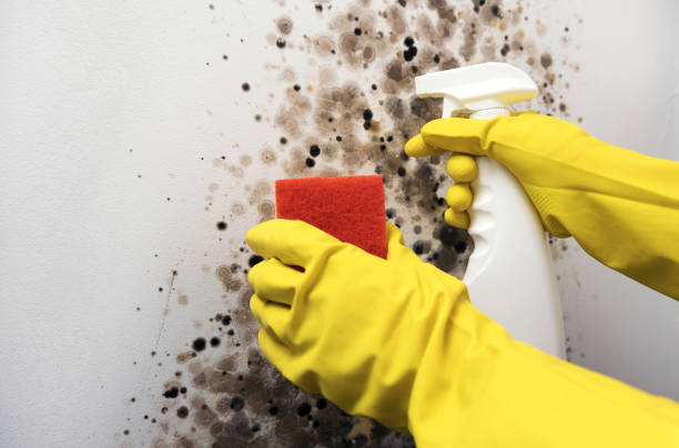 Best Mold Testing  in Clarksville, TX