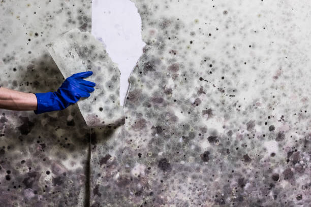 Best Office Mold Removal Services  in Clarksville, TX